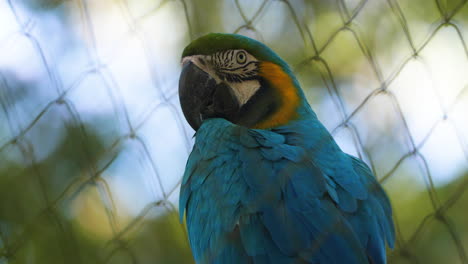 Blauer-Papagei-Ara-Blickt-In-Die-Kamera-In-Einem-Zoo-In-Französisch-Guayana